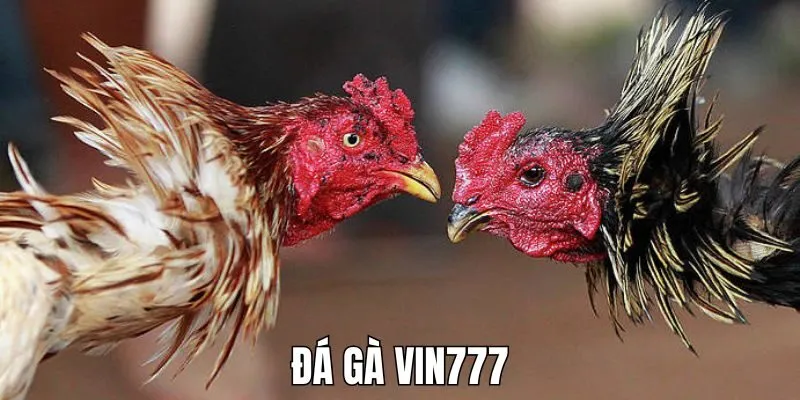 Đá gà